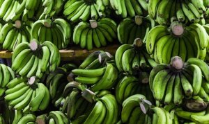 BANANA/CEPEA: Setembro se inicia com desvalorização da prata no Norte de MG