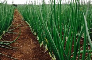 CEBOLA/CEPEA: Nordeste registra alta nos preços