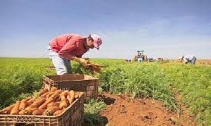 CARROT/CEPEA: Harvest starts in Goiás state