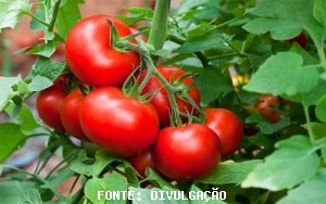 TOMATE/CEPEA: Clima mais ameno retarda maturação, porém oferta continua elevada