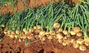 CEBOLA/CEPEA: Cenário de preços em alta dura pouco e quedas voltam a ocorrer em SP