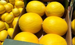 MELON/CEPEA: After Devaluation, Prices in Brazil?s Northeast Begin to Stabilize