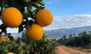 CITROS/CEPEA: Altas temperaturas aumentam demanda por laranja