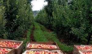 MAÇÃ/CEPEA: Colheita da fuji se antecipa em Fraiburgo