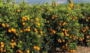 CITROS/CEPEA: Vendas de laranjas são firmes, favorecidas por altas temperaturas e início de mês