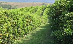 CITROS/CEPEA: Cenário da laranja é mais positivo; incertezas sobre o clima determinarão safra 25/26