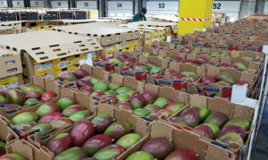 MANGO/CEPEA: Exports decrease in June, but set a record in the first half of 2024