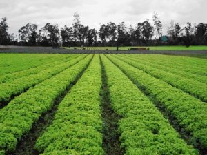 Falta de chuva começa a preocupar produtores mineiros