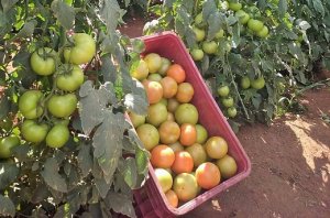 TOMATE/CEPEA: Pelo terceiro mês consecutivo, preços são baixos