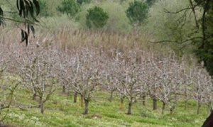 MAÇÃ/CEPEA: Geada e neve ocorrem no Sul