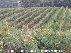 TOMATE/CEPEA: Preços sobem com descarte de parte da produção