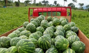 MELANCIA/CEPEA: Preço sobe, mas fica abaixo do esperado