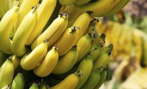 BANANA/CEPEA: Nanica surpreende e preço reage no semiárido