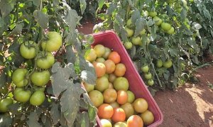 TOMATE/CEPEA: Após três meses em baixa, preços reagem em outubro