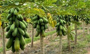 MAMÃO/CEPEA: Preços do havaí e do formosa caem na BA