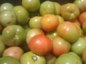 TOMATE/CEPEA: Cotações continuam subindo gradativamente