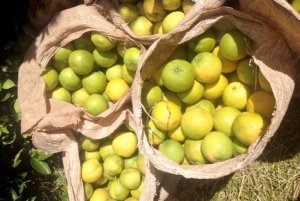 CITROS/CEPEA: Preço da laranja pera se recupera