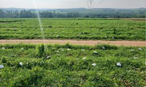 MELANCIA/CEPEA: Graúda chega a R$ 2,00/kg na Ceagesp