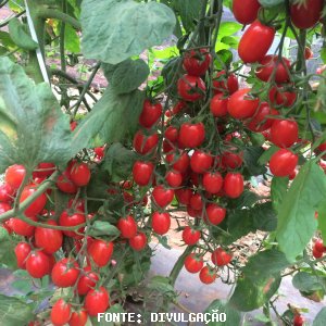 TOMATE/CEPEA: Preços seguem em baixos patamares