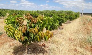 MANGA/CEPEA: Expansão de áreas no Vale continua, mas se desacelera em 2022