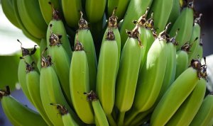 BANANA/CEPEA: Fim de ano desacelera mercado