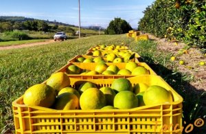 HORTIFRUTI/CEPEA: Por que partir para o multinegócio na atividade citrícola?