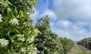 CITROS/CEPEA: Floradas se abrem nos pomares de sequeiro