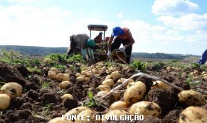 BATATA/CEPEA: Fim da safra em Vargem Grande do Sul resulta em alta no atacado de SP