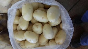 BATATA/CEPEA: Preço da batata não para de subir