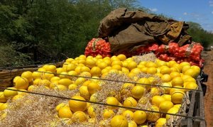 MELÃO/CEPEA: Preço do amarelo da parcial do ano é recorde no RN/CE