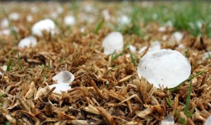 Chuva de granizo compromete lavouras de tomate em MG