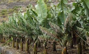 BANANA/CEPEA: Termômetros em baixa