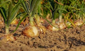 CEBOLA/CEPEA: Novas chuvas no RS podem prejudicar safra gaúcha