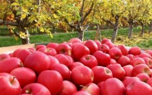 MAÇÃ/CEPEA: Vendas aquecidas garantem bons preços