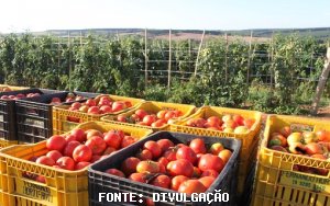 TOMATE/CEPEA: Explosão de oferta no Brasil!