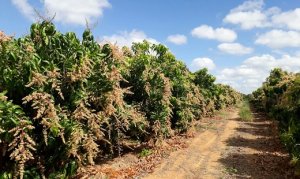 MANGA/CEPEA: No Vale, produtores iniciam estratégias para indução de floradas