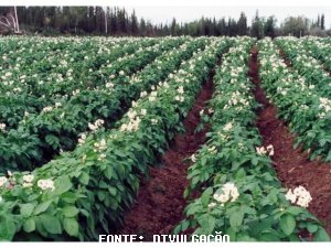 BATATA/CEPEA: Com menos chuva, preços registram queda no atacado