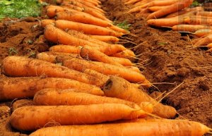 CENOURA/CEPEA: Pausa nas chuvas facilita colheita em MG