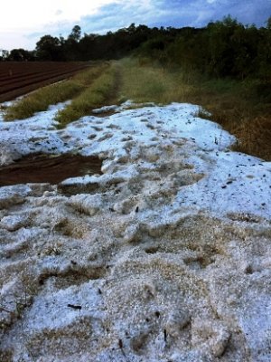 Chuva de granizo atinge produção de alface em Ibiúna