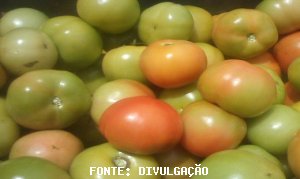 TOMATE/CEPEA: Preços seguem em alta nos atacados