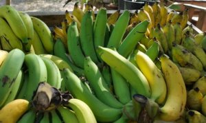 BANANA/CEPEA: Geadas ocorrem em algumas localidades do Norte de SC