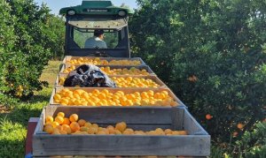CITROS/CEPEA: Pós estimativa do Fundecitrus, colheita de laranjas para mesa perde ritmo