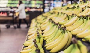 BANANA/CEPEA: Ao contrário do esperado, oferta de nanica está controlada