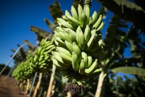 BANANA/CEPEA: Baixa oferta proporciona boas vendas em Linhares