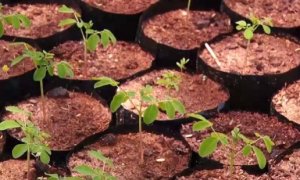 HORTIFRUTI/CEPEA: Projeto distribui mudas a produtores do semiárido do RN