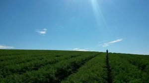 CENOURA/CEPEA: Oferta elevada é reflexo de boa produção e maior área plantada