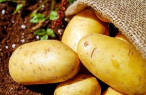 POTATO/CEPEA: Low productivity inhibits greater price drops