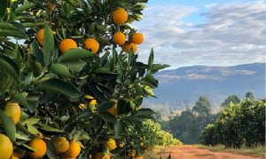 CITROS/CEPEA: Falta de chuva segue impactando mercado de laranja