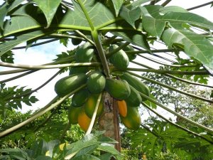 PAPAYA/CEPEA: Reduction in supply is observed and prices begin to react in producing markets