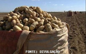 BATATA/CEPEA: Intensificação da colheita de inverno pressiona cotações no atacado